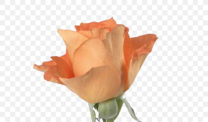 Beach Rose Flower Orange Wallpaper, PNG, 640x480px, Beach Rose, Close Up, Color, Cut Flowers, Drawing Download Free