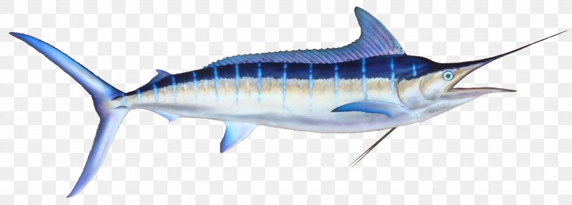 Marlin Fishing Black Marlin Atlantic Blue Marlin, PNG, 3008x1084px, Marlin, Angling, Atlantic Blue Marlin, Bait Fish, Billfish Download Free