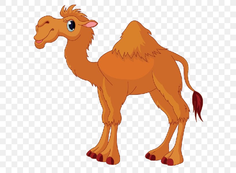 Camel Cartoon Stock Photography Clip Art, PNG, 600x600px, Camel, Animal  Figure, Animation, Arabian Camel, Camel Like
