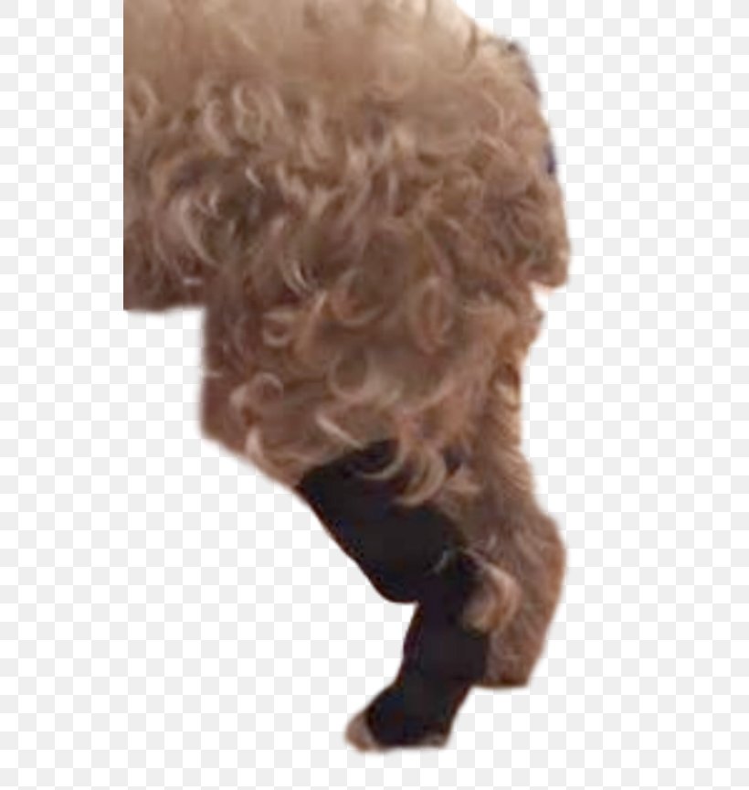 Dog Breed Poodle Hock Paw, PNG, 550x864px, Dog Breed, Breed, Com, Crossbreed, Dog Download Free