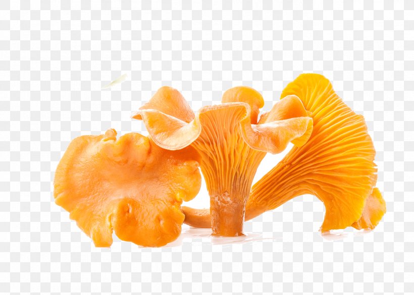 Fruit Orange Chanterelle, PNG, 1361x972px, Fruit, Chanterelle, Fungus, Ingredient, Mushroom Download Free