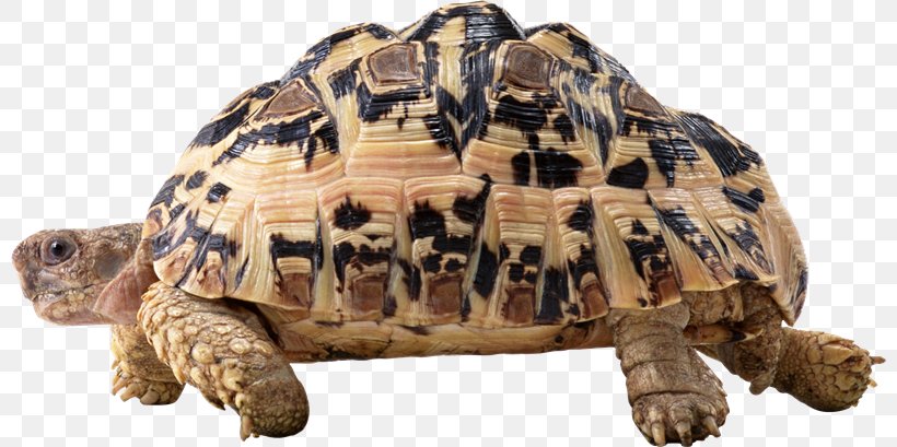 Turtle Tortoise, PNG, 800x409px, Turtle, Animal Figure, Box Turtle, Box Turtles, Chelydridae Download Free
