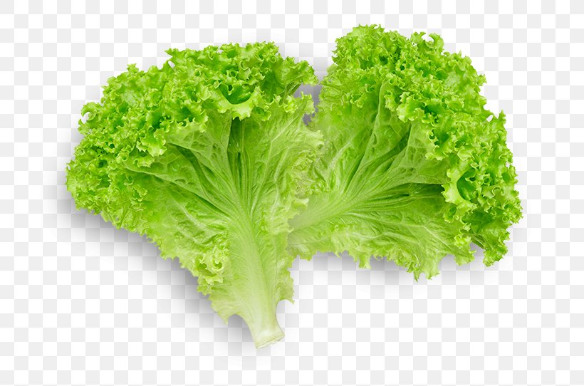 Butterhead Lettuce Lettuce Sandwich Romaine Lettuce Leaf Vegetable, PNG, 768x542px, Butterhead Lettuce, Broccoli, Endive, Food, Herb Download Free