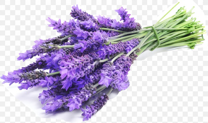 English Lavender Lavender Oil Lavandula Latifolia French Lavender, PNG, 938x555px, English Lavender, Artificial Flower, Bath Salts, Cut Flowers, Essential Oil Download Free