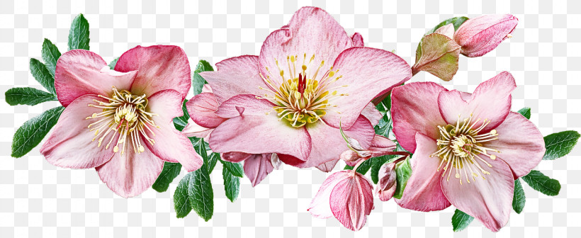 Floral Design, PNG, 1280x525px, Floral Design, Chrysanthemum, Cut Flowers, Flower, Flower Bouquet Download Free