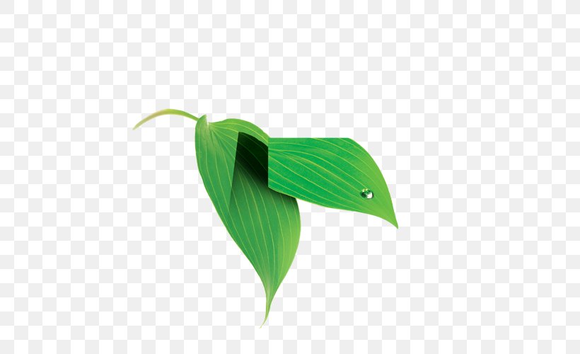 Leaf, PNG, 500x500px, Leaf, Green, Plant Download Free