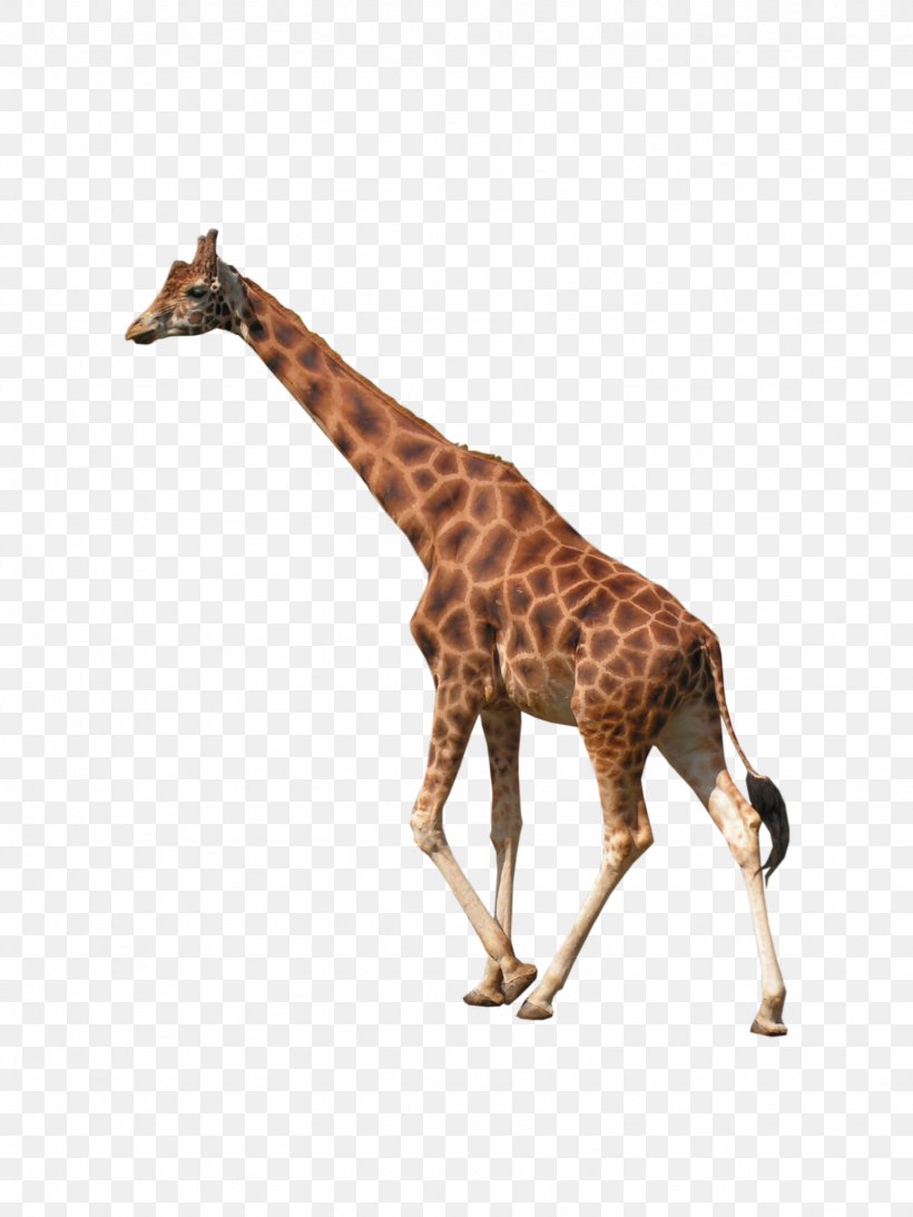 West African Giraffe Northern Giraffe Tiger, PNG, 1536x2048px, Africa, Animal, Fauna, Giraffe, Giraffidae Download Free