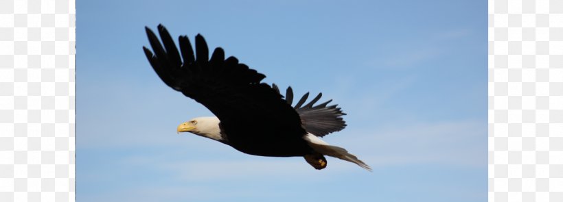 Bald Eagle Hawk Buzzard Vulture, PNG, 1280x462px, Bald Eagle, Accipitriformes, Beak, Bird, Bird Of Prey Download Free