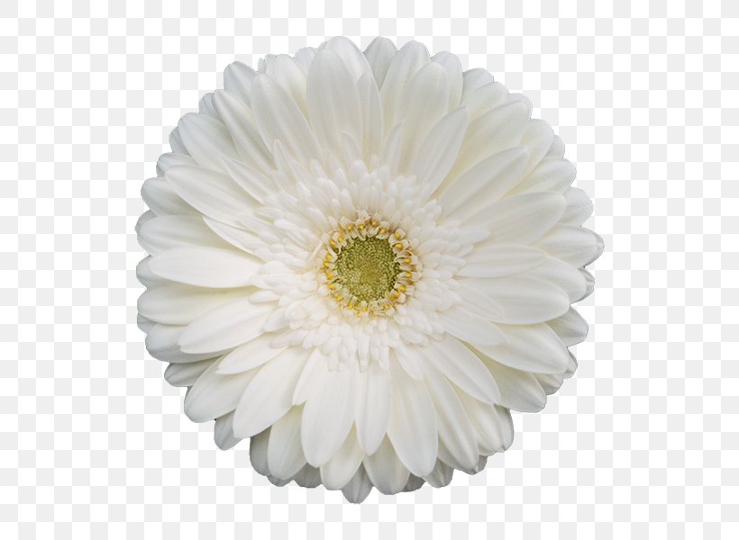 Transvaal Daisy White Flower Yellow Color, PNG, 600x600px, Transvaal Daisy, Aster, Asterales, Blue, Chrysanthemum Download Free