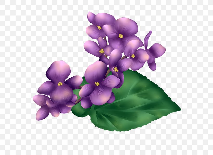 Violet Petal Herbaceous Plant, PNG, 600x600px, Violet, Flower, Flowering Plant, Gift, Herbaceous Plant Download Free