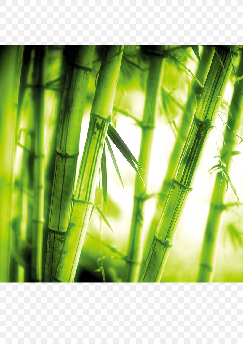 Bamboo U7af9u6587u5316 Art, PNG, 2480x3508px, Bamboo, Android, Art, Bamboo Weaving, Chinoiserie Download Free