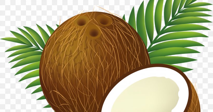 Coconut Water Coconut Milk Clip Art Vector Graphics, PNG, 1200x630px, Coconut Water, Arecales, Asian Palmyra Palm, Coconut, Coconut Cake Download Free