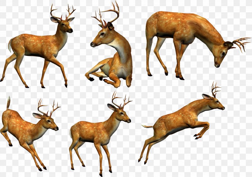 Elk Reindeer White-tailed Deer Clip Art, PNG, 5921x4166px, Elk, Animal, Antelope, Antler, Chamois Download Free