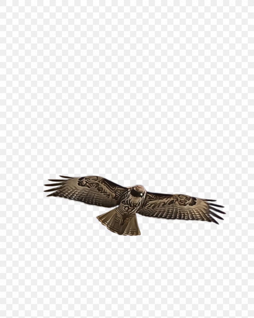 Flying Bird Background, PNG, 1788x2236px, Flying Eagle, Beak, Bird, Bird Of Prey, Brown Download Free