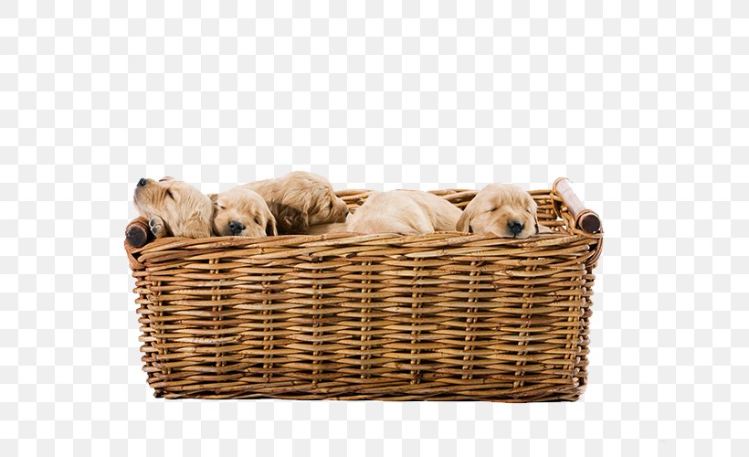 Golden Retriever Yorkshire Terrier Labrador Retriever Puppy Cuteness, PNG, 700x500px, Golden Retriever, Alamy, Basket, Bread Pan, Breastfeeding Download Free