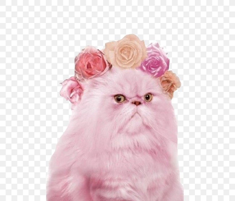 Persian Cat Pink Cat Kitten Ragdoll Grumpy Cat, PNG, 500x700px, Persian Cat, Animal, Carnivoran, Cat, Cat Food Download Free