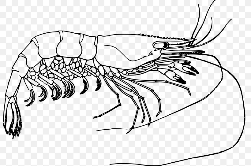 Prawn Shrimp Drawing Clip Art, PNG, 800x543px, Prawn, Artwork, Black And White, Decapoda, Drawing Download Free