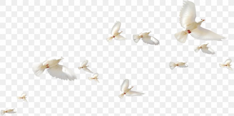 Rock Dove Homing Pigeon Bird Columbidae Flight, PNG, 1508x753px, Homing Pigeon, Avialae, Bird, Bird Flight, Columbidae Download Free