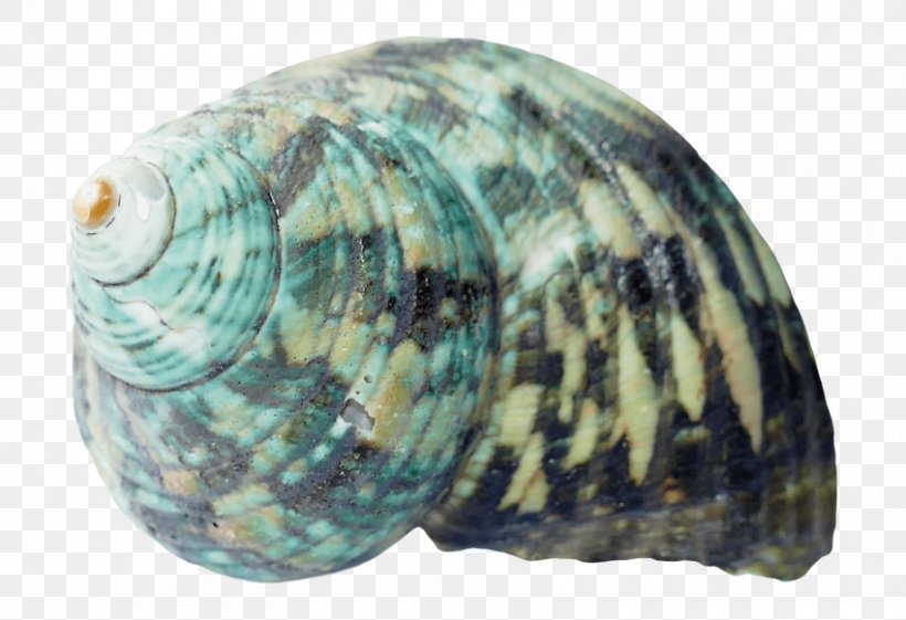Cockle Seashell Image Transparency, PNG, 850x582px, Cockle, Abalone, Clam, Clams Oysters Mussels And Scallops, Conch Download Free