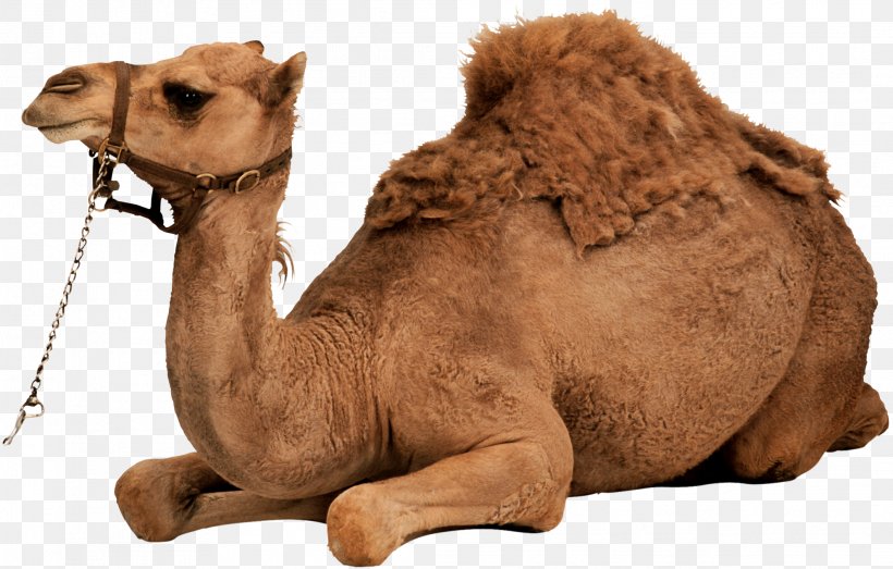 Dromedary Bactrian Camel Clip Art, PNG, 2121x1354px, Dromedary, Arabian Camel, Bactrian Camel, Camel, Camel Like Mammal Download Free
