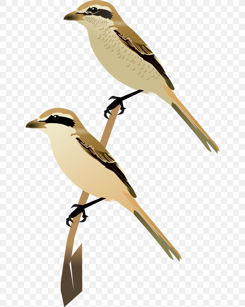 Lark Wren Bird Common Cuckoo Beak, PNG, 651x1024px, Lark, Beak, Bird, Common Cuckoo, Cuckoos Download Free