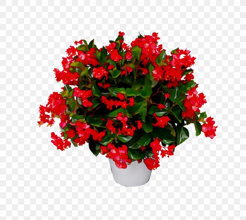 Begonia Stock.xchng Image Photograph Download, PNG, 1420x1268px, Begonia, Annual Plant, Artificial Flower, Bougainvillea, Cut Flowers Download Free