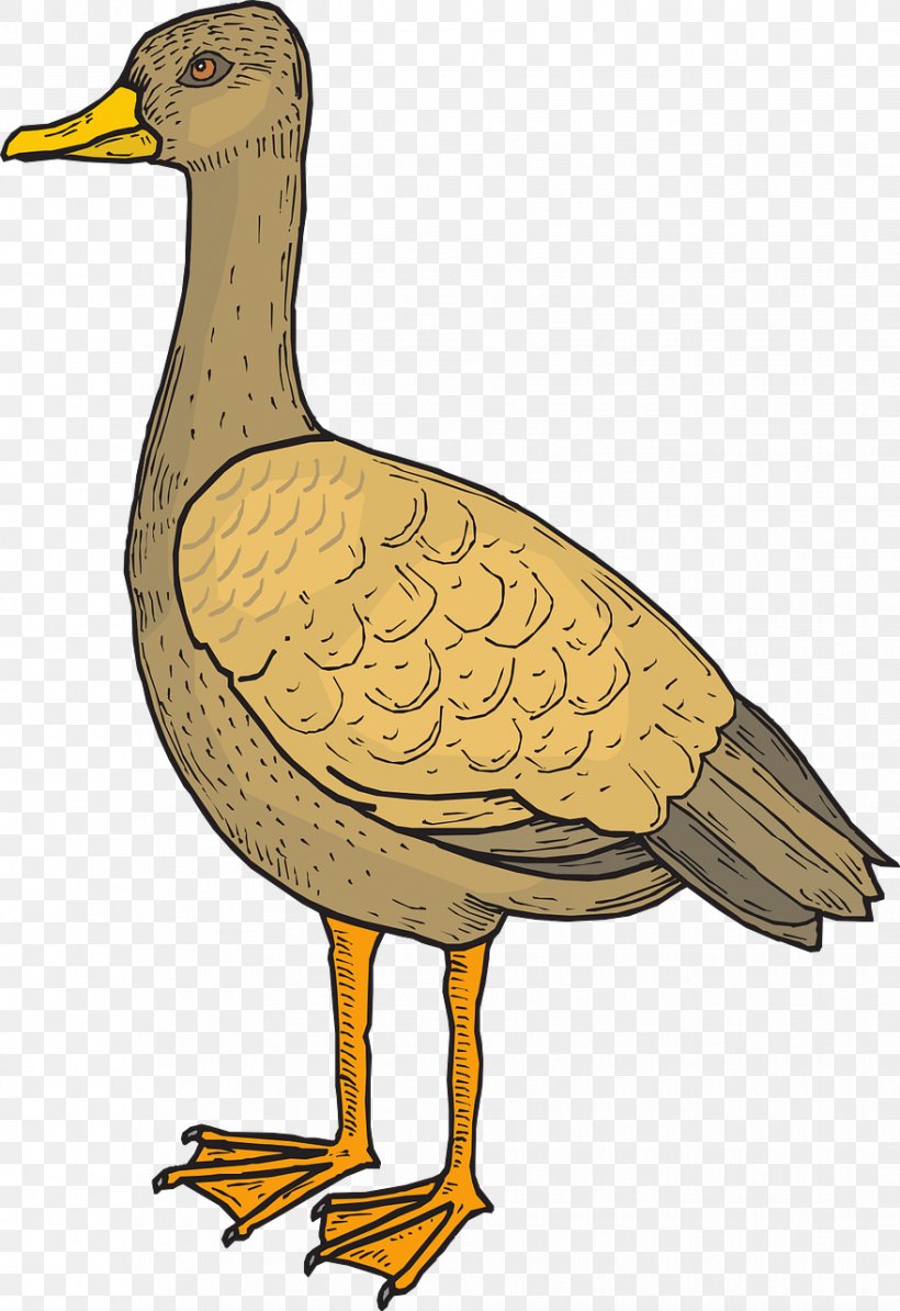 Bird Duck Goose Cygnini Wing, PNG, 879x1280px, Bird, Anatidae, Beak, Cygnini, Duck Download Free