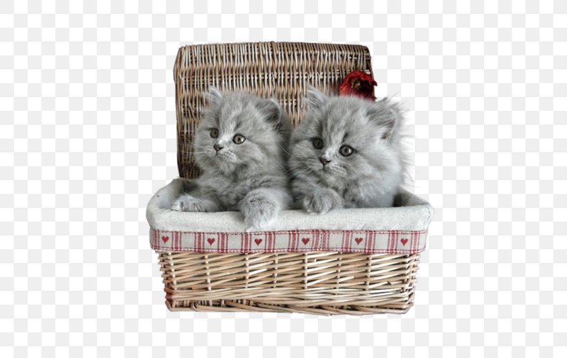 Kitten Persian Cat Puppy Munchkin Cat Dog, PNG, 600x517px, Kitten, Animal, Basket, Box, Carnivoran Download Free