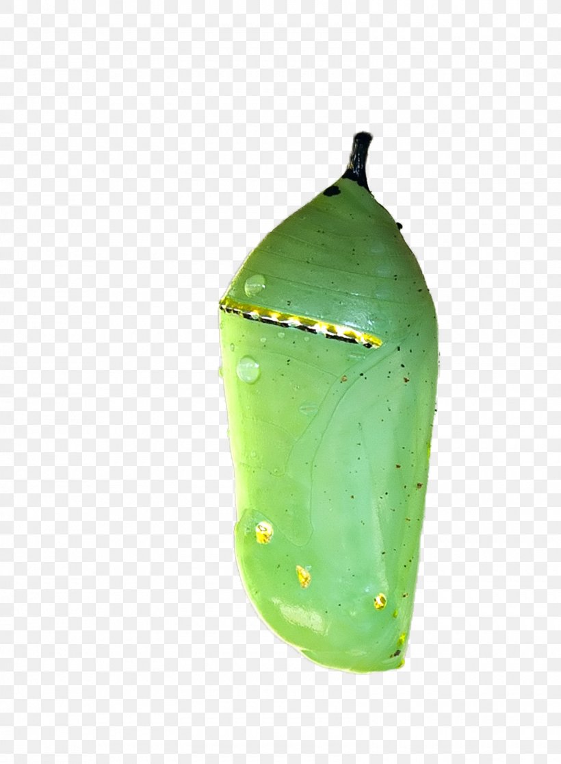butterfly chrysalis drawing