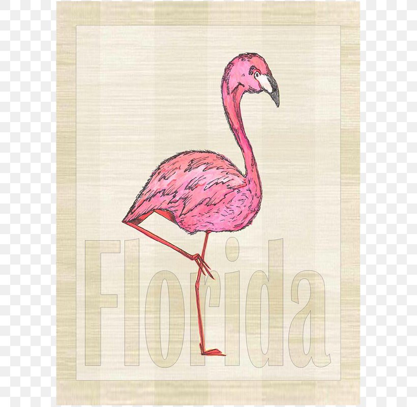 Beak Pink M, PNG, 800x800px, Beak, Bird, Flamingo, Pink, Pink M Download Free