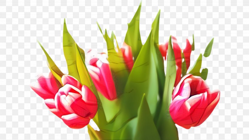 Flowers Background, PNG, 2666x1500px, Tulip, Blossom, Bud, Car, Cut Flowers Download Free
