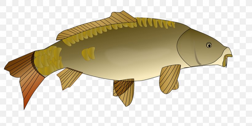 Koi Carp Clip Art, PNG, 1280x640px, Koi, Bony Fish, Carp, Carp Fishing, Common Carp Download Free