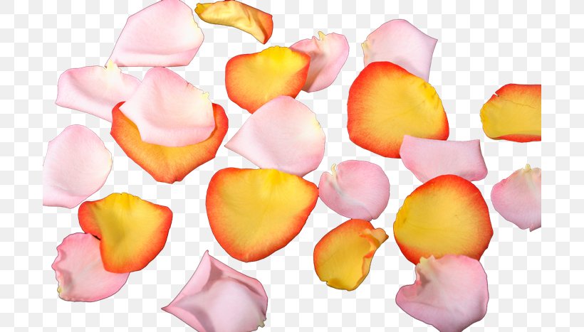 Petal Flower PhotoScape, PNG, 700x467px, Petal, Blog, Confectionery, Flower, Gimp Download Free