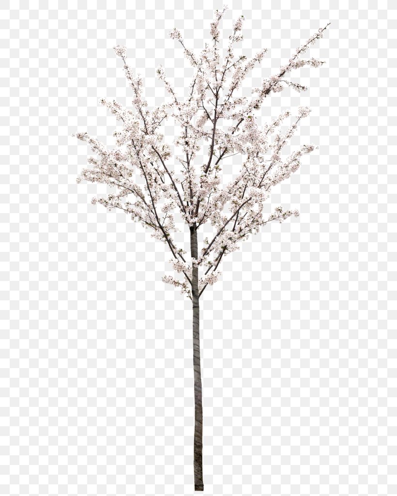 Cherry Tree, PNG, 546x1024px, Cherry Blossom, Blossom, Branch, Cherry, Computer Software Download Free
