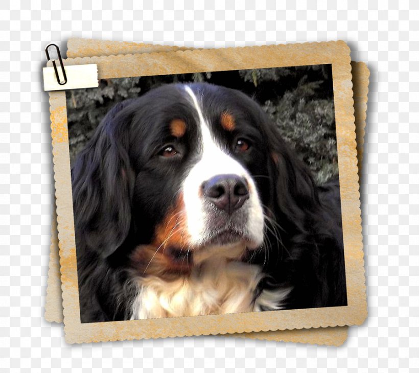 Dog Breed Bernese Mountain Dog Greater Swiss Mountain Dog Entlebucher Mountain Dog, PNG, 898x800px, Dog Breed, Bernese Mountain Dog, Breed, Carnivoran, Dog Download Free