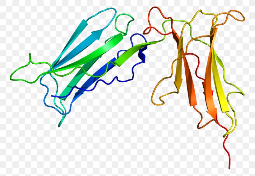 KIR2DL1 Killer-cell Immunoglobulin-like Receptor KIR2DS4 Natural Killer Cell Immunoglobulin Domain, PNG, 800x567px, Natural Killer Cell, Antibody, Antigen, Area, Art Download Free