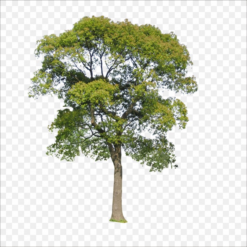 Tree Icon, PNG, 1773x1773px, Tree, Branch, Data, Display Resolution, Grass Download Free