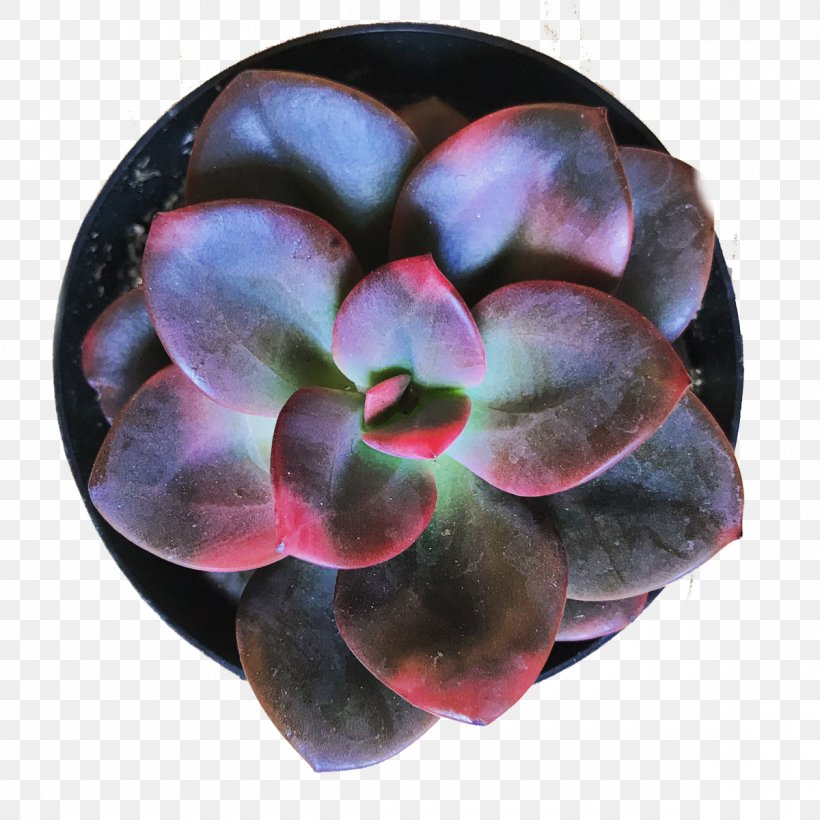 Color Purple Red White Pink, PNG, 1200x1200px, Color, Beauty, Dye, Echeveria, Gold Download Free