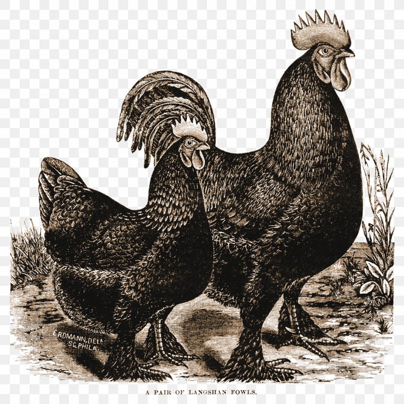 Croad Langshan The Vintage Rooster Recipe Turkey, PNG, 1500x1500px, Croad Langshan, Beak, Bird, Blog, Chicken Download Free