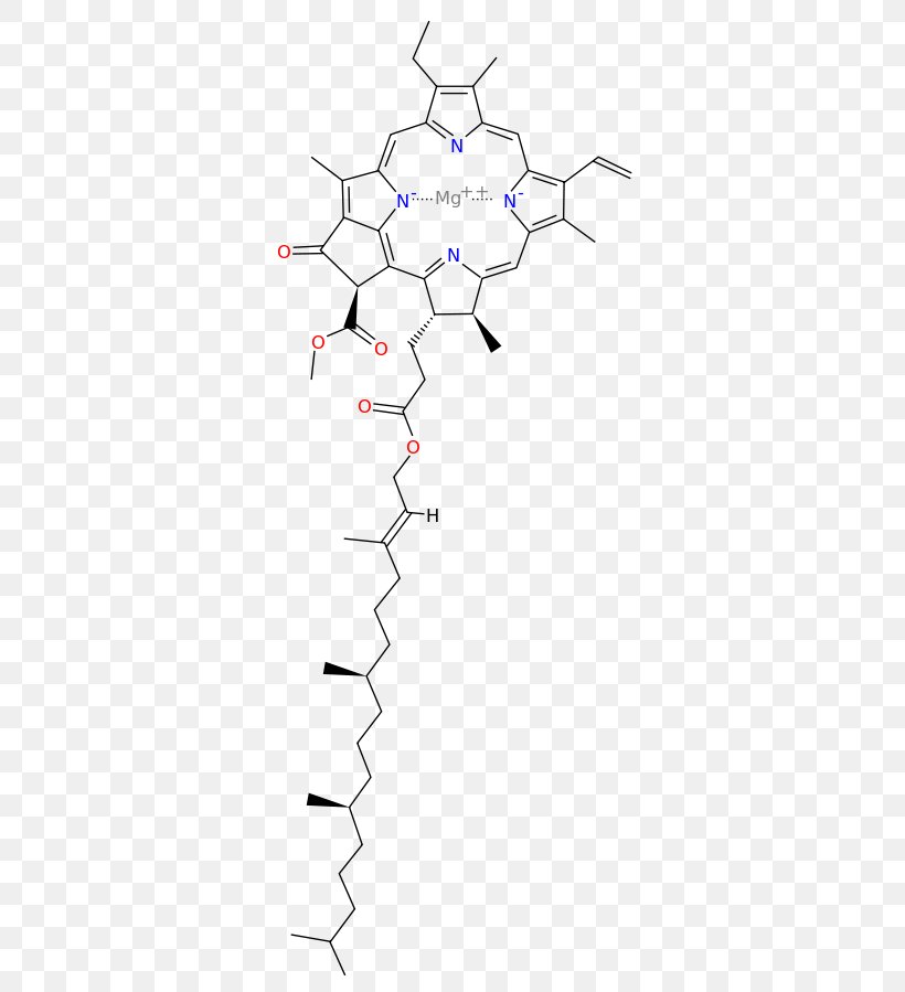 Light Chlorophyll A Chlorophyll B Photosynthesis, PNG, 360x899px, Watercolor, Cartoon, Flower, Frame, Heart Download Free