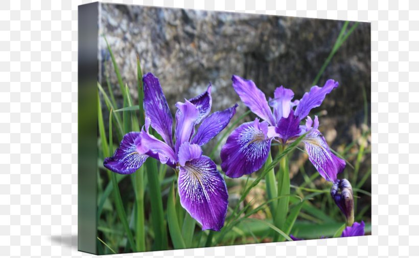 Northern Blue Flag Irises, PNG, 650x504px, Northern Blue Flag, Flower, Flowering Plant, Iris, Iris Family Download Free