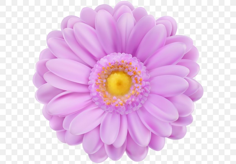 Pink Flowers, PNG, 600x571px, Flower, Aster, Chrysanths, Color, Common Daisy Download Free