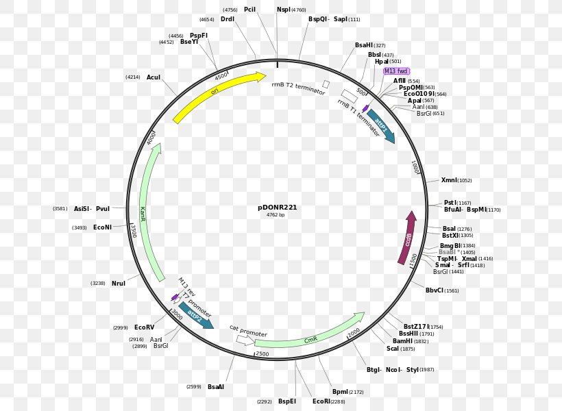 Vector Plasmid Restriction Map Restriction Enzyme Multiple Cloning Site, PNG, 687x600px, Vector, Area, Cloning, Diagram, Dna Construct Download Free