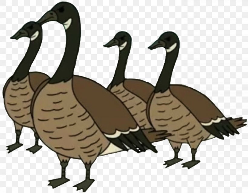 Duck Cartoon, PNG, 1382x1080px, Goose, Animation, Beak, Bird, Canada Goose  Download Free