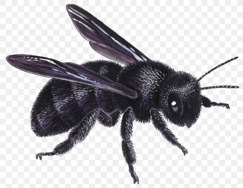 Honey Bee Bumblebee Insect European Dark Bee, PNG, 1292x999px, Honey Bee, Apocrita, Arthropod, Bee, Bumblebee Download Free