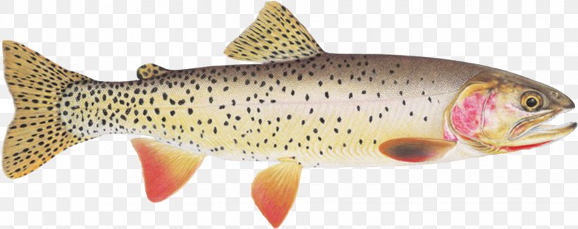 Rainbow Trout Yellowstone Lake Yellowstone Cutthroat Trout Bonneville Cutthroat Trout, PNG, 1444x574px, Trout, Animal Figure, Bonneville Cutthroat Trout, Bony Fish, Brook Trout Download Free