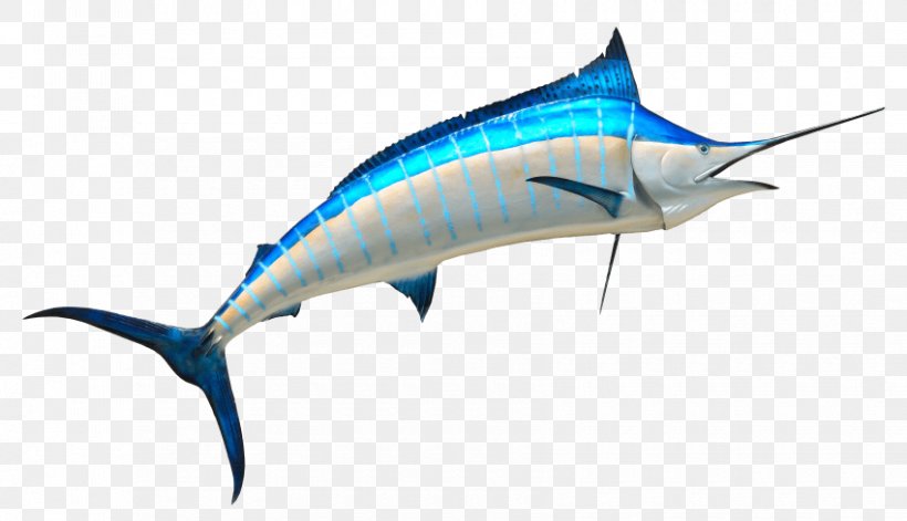 Swordfish Marlin, PNG, 850x489px, Swordfish, Actinopterygii, Aquatic Animal, Atlantic Blue Marlin, Billfish Download Free