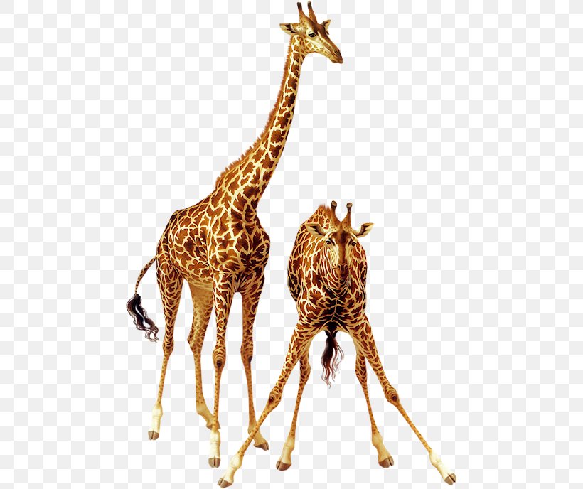 Giraffe Animal Lossless Compression, PNG, 466x688px, Giraffe, Animal, Data, Data Compression, Deer Download Free