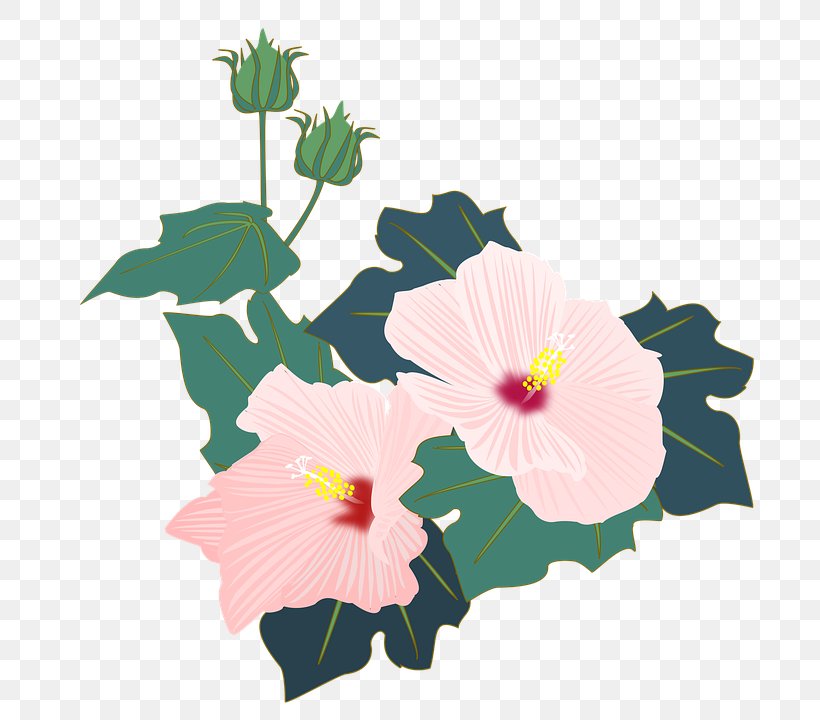 Hibiscus Mutabilis Shoeblackplant Hibiscus Moscheutos Flower Petal, PNG, 720x720px, Hibiscus Mutabilis, Annual Plant, Bud, Flora, Floral Design Download Free
