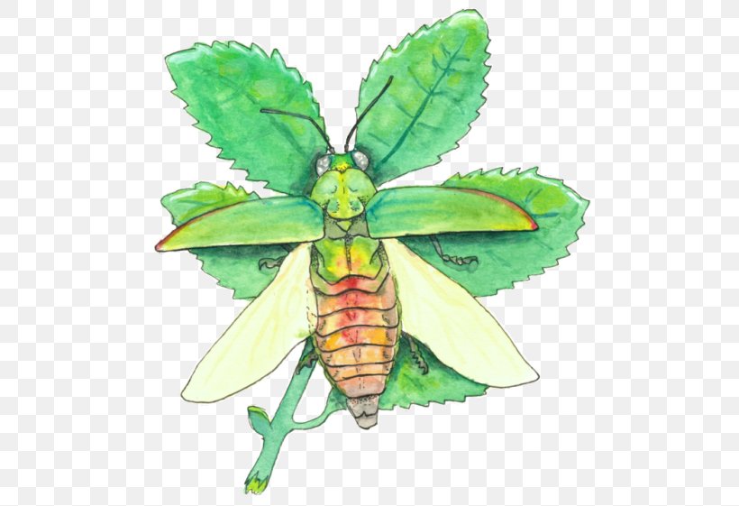 Jewel Beetles Moth Jewel Scarab Butterfly, PNG, 500x561px, Beetle, Animal Crossing New Leaf, Arthropod, Butterflies And Moths, Butterfly Download Free